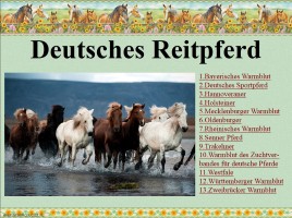 Немецкие породы лошадей, слайд 1
