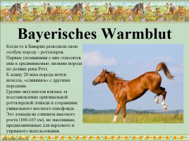 Немецкие породы лошадей, слайд 15