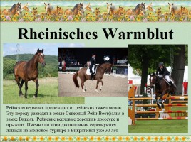 Немецкие породы лошадей, слайд 18