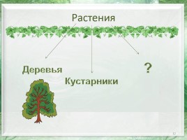 Какие бывают растения?, слайд 12