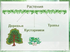 Какие бывают растения?, слайд 15