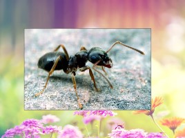 Удивительные факты о муравьях, слайд 10