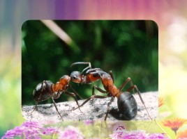 Удивительные факты о муравьях, слайд 13