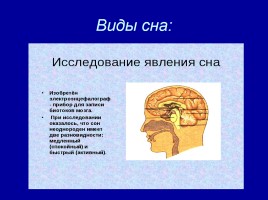 Исследовательская работа «Чем полезен сон для человека?», слайд 9