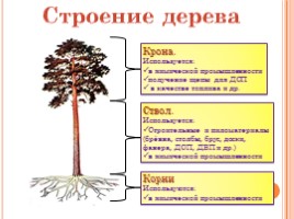 Породы древесины - Строение и свойства основных пород, слайд 10