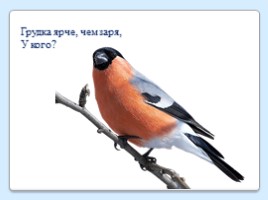Как помочь птицам зимой, слайд 6