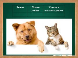 Урок про кошек и собак, слайд 3
