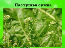 Экосистема луга, слайд 16