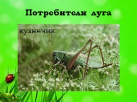 Экосистема луга, слайд 27