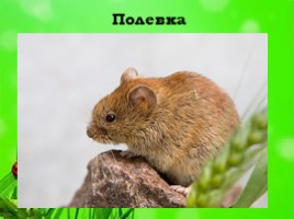 Экосистема луга, слайд 39