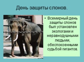 Слоны, слайд 47
