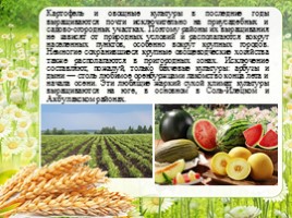 Сельское хозяйство - Растениеводство Оренбургской области, слайд 15