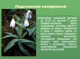 Редкие растения Крыма (к урокам Культура добрососедства и Окружающий мир), слайд 3