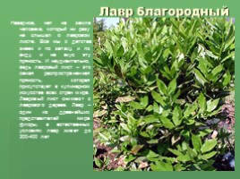 Растения Никитского ботанического сада Крыма (к урокам по предмету Окружающий мир), слайд 16