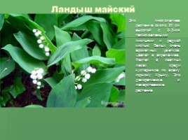 Растения Никитского ботанического сада Крыма (к урокам по предмету Окружающий мир), слайд 19
