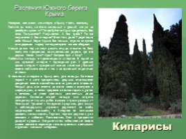 Растения Никитского ботанического сада Крыма (к урокам по предмету Окружающий мир), слайд 3