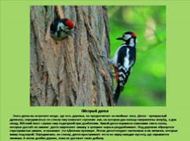 Животный мир зоны смешанных и широколиственных лесов (к урокам по предмету Окружающий мир), слайд 8