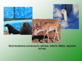 Влияние человека на животных, слайд 23