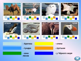 Своя игра «По природным зонам России», слайд 18