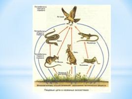 Пищевые цепочки, слайд 6