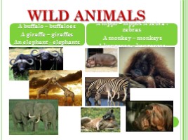 Животные - Animals (на английском языке), слайд 9