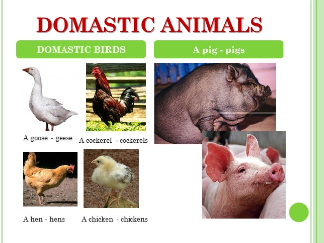 Презентация Животные Английский Язык Презентация Животные Английский Язык