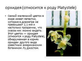 Самые удивительные растения планеты, слайд 18