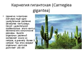 Самые удивительные растения планеты, слайд 8