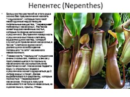 Самые удивительные растения планеты, слайд 9