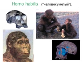 Происхождение и эволюция человека (этапы развития), слайд 12