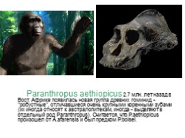 Происхождение и эволюция человека (этапы развития), слайд 15