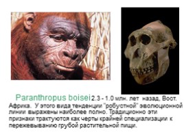 Происхождение и эволюция человека (этапы развития), слайд 16