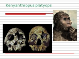 Происхождение и эволюция человека (этапы развития), слайд 20