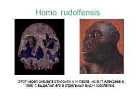 Происхождение и эволюция человека (этапы развития), слайд 22