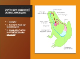 Эволюция кровеносной системы, слайд 12