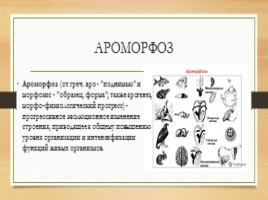 Ароморфозы, слайд 3