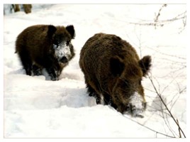 Дикие животные в зимнем лесу, слайд 12