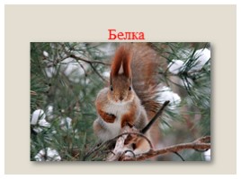 Дикие животные в зимнем лесу, слайд 15