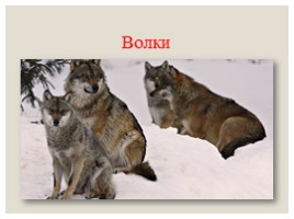Дикие животные в зимнем лесу, слайд 21