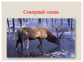Дикие животные в зимнем лесу, слайд 25