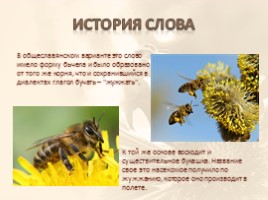 Портрет одного слова «Пчела», слайд 3