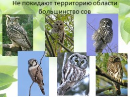 Птицы Кемеровской области, слайд 11