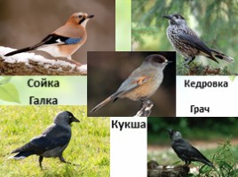 Птицы Кемеровской области, слайд 8