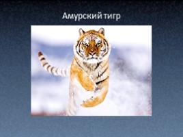 Амурский тигр, слайд 1
