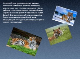 Амурский тигр, слайд 3