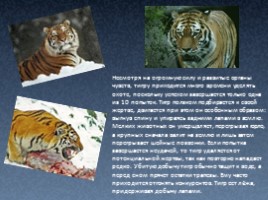 Амурский тигр, слайд 6