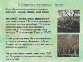 Природные зоны России «Леса», слайд 5