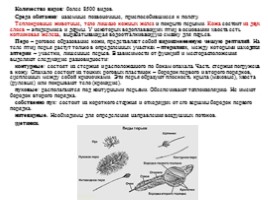 Лекция по теме «Птицы», слайд 2