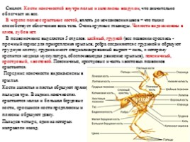 Лекция по теме «Птицы», слайд 3