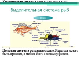 Лекция по теме «Рыбы», слайд 6